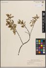 Foto von Salix chlorostachya Turcz.